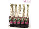 Cetriolo Rampicante Akebia Quinata 40-60 Cm - Akebia A Foglia Dritta Per Supporto Rampicante, Resistente E A Crescita Rapida, Pianta Da Giardino