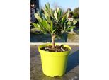 Ulivo Olea Europea Fusto 20 Cm - Topiaria Per Giardino, Terrazza E Balcone