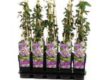 Passiflora Violett 'Purple Haze' - 40-60 Cm | Pianta Rampicante, Resistente, Passiflora Esotica, Fiori Viola, Crescita Rapida