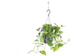 Cesto Pensile Per Edera Di Circa 50 Cm - Epipremnum Aureum Pianta Pensile Verde - Pianta Da Appartamento Di Facile Manutenzione Per Soggiorno E Ufficio
