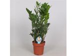 Piuma Fortunata Zamioculcas Zanzibar Pianta Da Appartamento Di Circa 60 Cm - Facile Da Curare, Purificante Dell'aria, Decorativa - Ideale Per Soggiorno, Ufficio, Oasi Verde