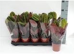 Maranta Leuconeura Fascinator Tricolor 30 Cm - Cesto Marant, Arrowroot, Pianta D'appartamento, Calathea, Pianta Tropicale, Purificante Dell'aria, Facile Da Curare