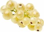 Ribes Bianco Ribes Rubrum 'Witte Hollander' 60-70 Cm - Pianta Da Frutto Resistente, Produttiva, Resistente, In Vaso