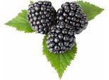 Mora Senza Spine Chester 60-70 Cm - Rubus Fruticosus Senza Spine | Pianta Di Mora Senza Spine In Vaso
