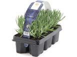 1 Pianta Lavanda Lavandula Angustifolia, Perenne Resistente, Vera Lavanda Per Giardino E Balcone, Profumata, Amica Delle Api, Facile Da Curare