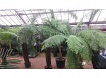 Felce Arborea Dicksonia Antarktica 30 Cm - Reliquia Primordiale Per Il Giardino, Pianta Esotica, Tropicale, Facile Da Curare, Per Interni Ed Esterni