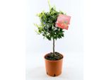 Albero Di Mandarino 80-100 Cm - Citrus Reticulata - Pianta Di Mandarino In Vaso - Pianta Di Agrumi Per Giardino, Balcone E Terrazzo