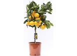 Mandarino Satsuma 70-100 Cm - Citrus Unshiu - Albero Di Satsuma - Agrumi Freschi Per Il Giardino E Il Terrazzo, Resistenti, Ad Alto Rendimento