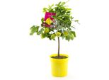 Limone Quattro Stagioni Citrus Limon 'Lunario' 80-100 Cm - Albero Di Limone, Limone, Albero Di Limone, Pianta Mediterranea