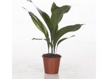 Aspidistra Elatior Ca. 50 Cm Palma Del Ciabattino Palma Del Macellaio Fiore A Scudo - Robusta Pianta D'appartamento Per Angoli Bui, Facile Da Curare, Purificatrice Dell'aria