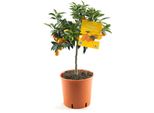 Kumquat Fortunella Margarita - Pianta Di Agrumi 70-80 Cm | Resistente, Albero Di Agrumi, Pianta Di Agrumi Per Giardino E Balcone