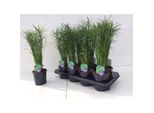 Cyperus Jela 50 Cm Palma Acquatica Di Cipro - Pianta Decorativa Per Il Soggiorno E L'ufficio, Purificante Dell'aria, Facile Da Curare