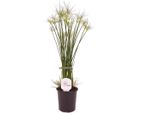 Erba Di Cipro Cyperus Haspan 60 Cm - Pianta Nana Di Papiro Per Il Soggiorno E L'ufficio | Durevole, Facile Da Curare, Purificatore D'aria, Ideale Per I Principianti