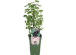 Arbusto Di Jostaberry 60-70 Cm - Ribes Jostaberry Berry Pianta Robusta, Ad Alto Rendimento, Resistente, Arbusto Da Frutto In Vaso