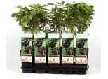Ribes Nero - Ribes Nigrum - Ben Nevis 60-70 Cm - A Frutto Grosso, Robusto