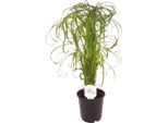 Erba Di Cipro Cyperus Water Palm 60 Cm - Pianta D'appartamento Di Facile Cura Per Zone Umide, Purificatore D'aria E Robusta Erba Per Interni Ed Esterni