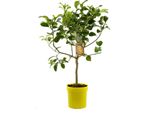 Cedrat Lemon Citrus Medica 70-100 Cm | Albero Di Limone In Vaso | Pianta Mediterranea In Vaso Per Balcone E Giardino