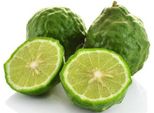 Kaffir Lime 80 Cm Citrus Hystrix, Kaffir Lime, Combava, Papeda - Pianta Di Agrumi Profumata Per Giardino E Cucina