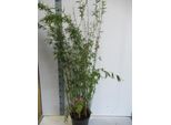 Fargesia Nitida 'Black Pearl' C5-5 Litri - Bambù Ombrello Nero