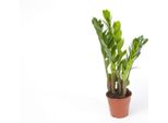 Zamioculcas Zamiifolia Zanzibar 40 Cm Piuma Fortunata - Pianta Da Appartamento Di Facile Cura, Robusta, Decorativa, Purificatrice D'aria, Ideale Per Interni