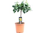 Albero Di Limone Meyer "Lisa"" 70-100 Cm - Citrus Meyer Lemon Con Fiori E Piccoli Frutti - Pianta Robusta E Facile Da Curare Per Il Giardino, Il Balcone E La Stanza"
