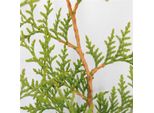 Arborvitae Brabant 80-100 Cm - Thuja Occidentalis - Pianta Da Siepe Sempreverde, Conifera Per La Privacy, Resistente, Facile Da Curare