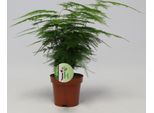 Asparagus Setaceus Plumosus Ca. 35 Cm - Pianta Ornamentale Di Asparago Da Appartamento - Pianta Verde - Facile Da Curare - Purificante Dell'aria - Decorativa