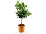 Citrus Sinensis - Arancio 80-100 Cm - Pianta Di Agrumi Arancione Per Giardino E Balcone, Profumata E Fruttuosa, Facile Da Curare
