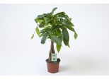 Pachira Aquatica Circa 45 Cm - Robusta Pianta D'appartamento, Castagna Portafortuna Con Vaso Ø 12 Cm, Purificatore D'aria Per Ufficio E Casa