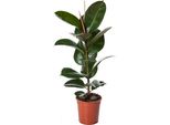 Albero Della Gomma Ficus Elastica Robusta 30-40 Cm - Pianta D'appartamento Di Facile Cura, Decorazione Verde Per Casa E Ufficio, Purificante Dell'aria