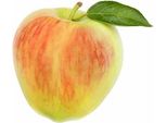 Melo Benoni - Malus Domestica Benoni 100-120 Cm A Mezzo Fusto In Vaso, Robusto Melo Coltivato In Vaso