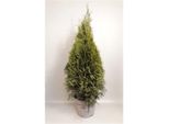 Thuja Occidentalis Smaragd Arborvitae 100-120 Cm, Siepe Sempreverde, Conifera, Schermo Per La Privacy, Resistente, In Vaso