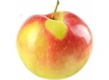 Melo Elstar A Mezzo Fusto 100-120 Cm In Vaso - Malus Domestica - Albero Da Frutto, Resistente, Coltivato In Vaso