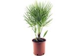 Palma Nana Resistente 30-35 Cm Chamaerops Humilis Una Delle Specie Di Palma Più Tolleranti Al Freddo In Europa