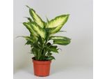Dieffenbachia Camilla 30 Cm - Pianta Da Appartamento Verde Per La Casa, Facile Da Curare, Ideale Per Gli Spazi Abitativi