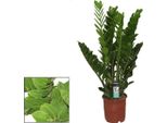 Zamioculcas Zamiifolia Zanzibar 110-120 Cm Piuma Fortunata - Pianta Decorativa Robusta Per La Casa, Facile Da Curare E Che Purifica L'aria