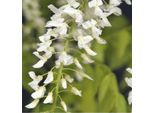 Wisteria Floribunda Alba - White Japanese Blue Rain 60-80 Cm, Pianta Rampicante, Resistente, Fiore Profumato, Pianta Ornamentale, Pianta Rampicante