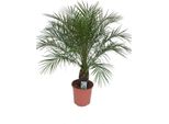 Palma Da Dattero Nana 110 Cm Phoenix Roebelenii | Pianta Da Appartamento, Palma Da Interno, Pianta Esotica Decorativa, Facile Da Curare, Tropicale