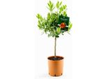 Citrus × Clementina 80-100 Cm - Albero Di Agrumi Per Giardino E Terrazzo, Autofertile, Facile Da Curare, Fruttato E Aromatico