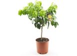 Pianta Di Bergamotto 80-100 Cm - Citrus Bergamia Fantastico - Pianta Di Agrumi Profumati Per Tè, Aromaterapia E Giardino - Acquista Ora!