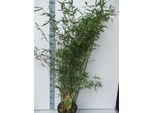 Fargesia Nitida 'Winter Joy' Vaso C1-1 Litro - Il Bellissimo Bambù Da Giardino Invernale