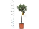 Olivo Olea Europea Fusto 100 Cm - Topiaria Per Giardino, Terrazza E Balcone