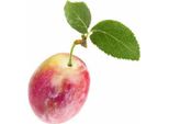Plum Opal Standard 100-120 Cm In Vaso, Autoimpollinante, Albero Da Frutto Prunus Domestica Opal, Resistente, Precoce, Frutti Dolci