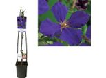 Clematis Jackmanii 30 Cm Pianta Rampicante