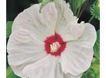 Xxl Hibiscus Moscheutos 'Old Yella' - Ibisco Perenne Gigante (In Vaso, Alto Fino A 120 Cm, Soleggiato E Facile Da Curare)