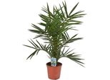 Phoenix Canariensis 60-80 Cm Palma Da Dattero Delle Canarie Resistente, In Vaso, Pianta Mediterranea Per Giardino E Terrazzo