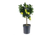 Tiglio Romano Dolce 'Pursha' - Citrus Limetta, Tiglio, Albero Di Limone, 70-100 Cm Incl. Vaso, Pianta Mediterranea In Vaso