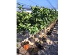 Citrus Sinensis 140-170 Cm Con Frutti - Arancio Vero - Albero Di Arancio - Pianta Di Agrumi