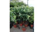 Citrus Limon Lunario 140-170 Cm - Vero Albero Di Limoni - Limone Quattro Stagioni