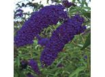 Buddleja Davidii Empire Blue 25-30 Cm Arbusto Per Farfalle Lilla Estivo - Lilla A Lancia